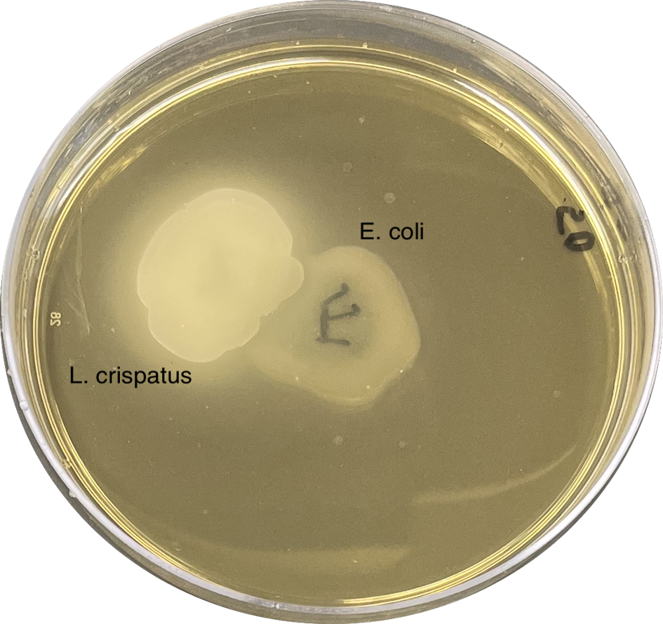Agar plate with L. crispatus inhibiting E. coli growth